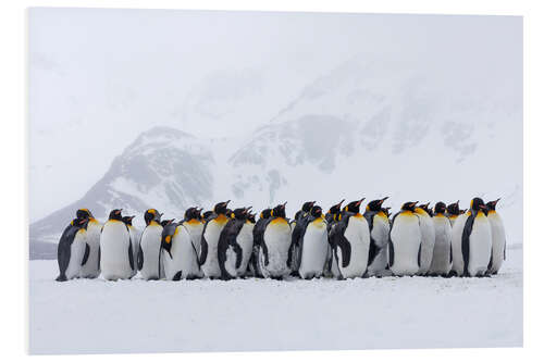 Tableau en PVC Rassemblement de pingouins