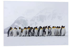 Foam board print Penguins crowd together