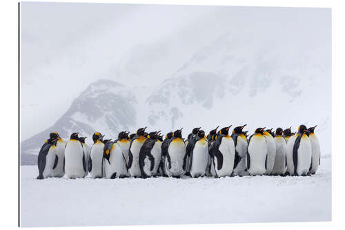 Gallery print Penguins crowd together