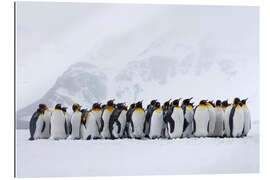 Gallery print Penguins crowd together