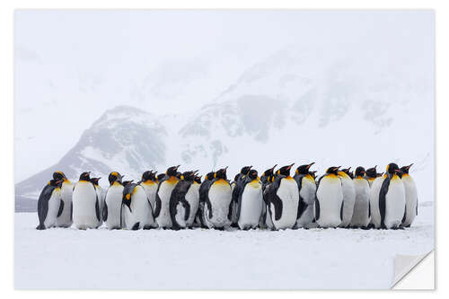 Selvklebende plakat Penguins crowd together