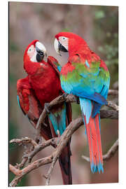 Aluminium print A pair of red-green macaws