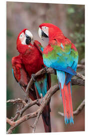 Foam board print A pair of red-green macaws