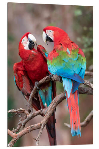 Galleritryk A pair of red-green macaws