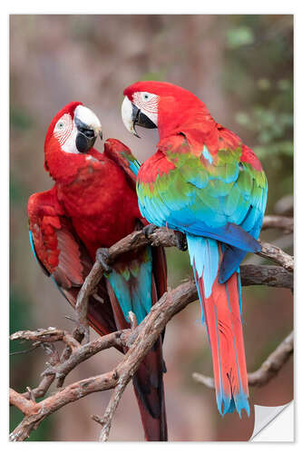 Naklejka na ścianę A pair of red-green macaws