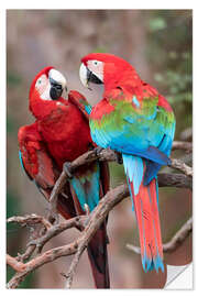 Selvklebende plakat A pair of red-green macaws