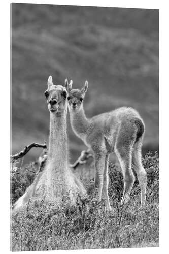 Acrylic print Alpaca mother with child