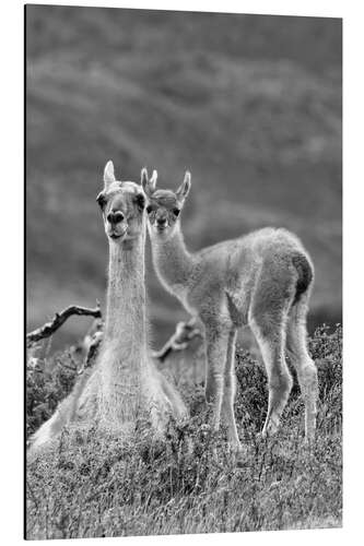 Cuadro de aluminio Alpaca madre con niño