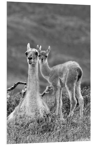 Foam board print Alpaca mother with child