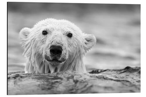 Aluminiumtavla Polar bear while swimming