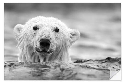 Selvklebende plakat Polar bear while swimming