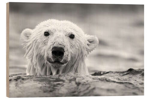 Cuadro de madera Oso polar mojado