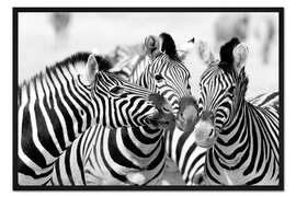 Gerahmter Kunstdruck Drei Zebras