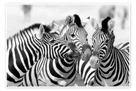 Veggbilde  Three zebras - Jaynes Gallery