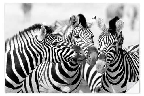 Naklejka na ścianę Three zebras