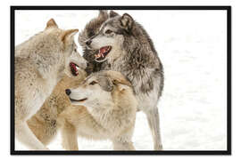 Gerahmter Kunstdruck Grauer Wolf