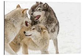 Magnettafel Grauer Wolf