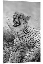 Aluminium print Laughing cheetah