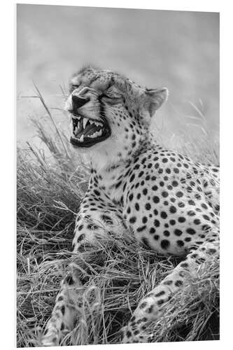 Foam board print Laughing cheetah