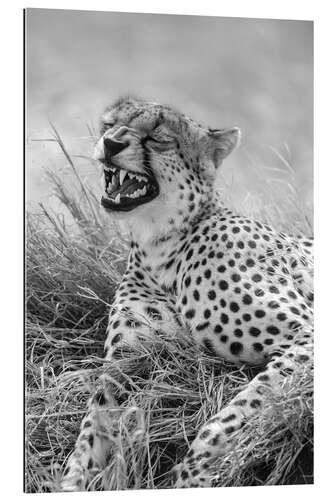 Galleriprint Laughing cheetah