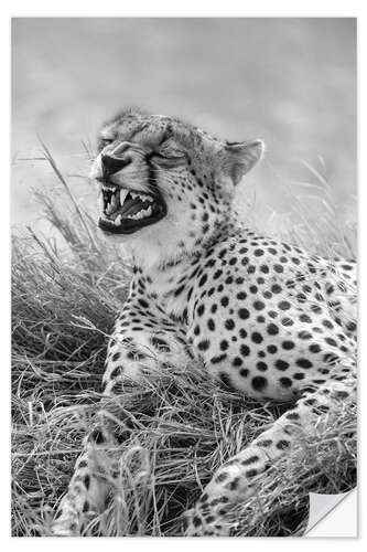 Wall sticker Laughing cheetah