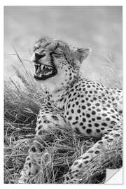 Selvklebende plakat Laughing cheetah