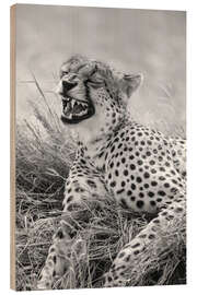 Wood print Laughing cheetah