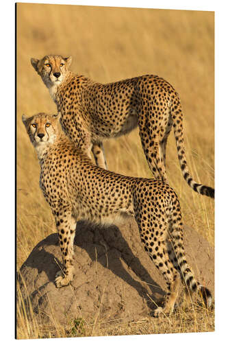 Aluminium print A pair of cheetahs