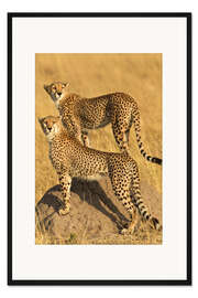 Gerahmter Kunstdruck Ein Paar Geparden