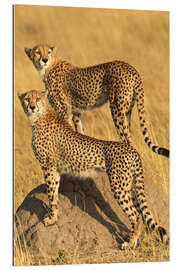 Gallery print A pair of cheetahs