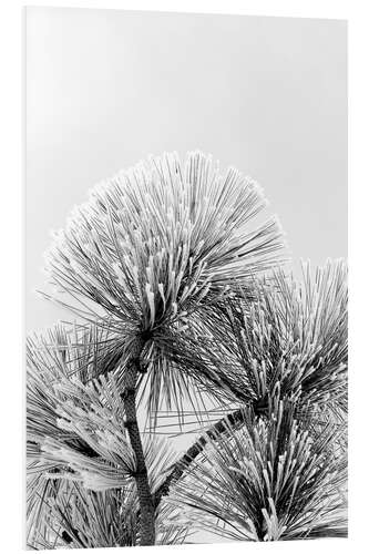 Tableau en PVC Branche de pin avec des cristaux de givre