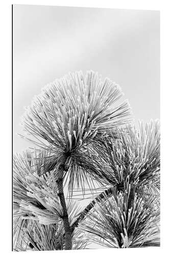 Gallery print Pine branch with frost crystals