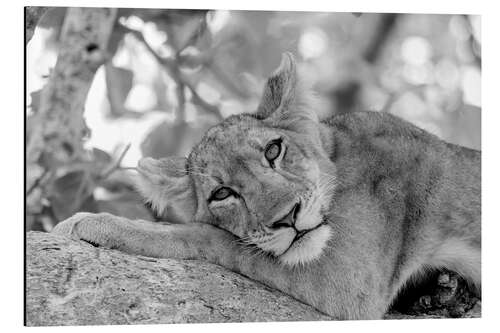 Tableau en aluminium Lionnese reposant sur une branche