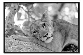 Gerahmter Kunstdruck Verträumte Löwin