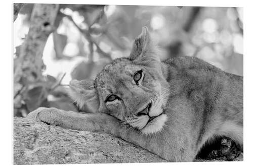 Foam board print Dreamy Lioness