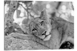 Gallery print Dreamy Lioness