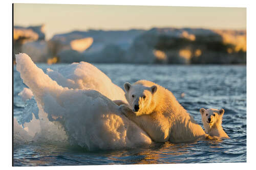 Aluminium print Polar bear cub with mother swimming