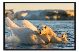Gerahmter Kunstdruck Eisbärjunges mit Mutter beim Schwimmen