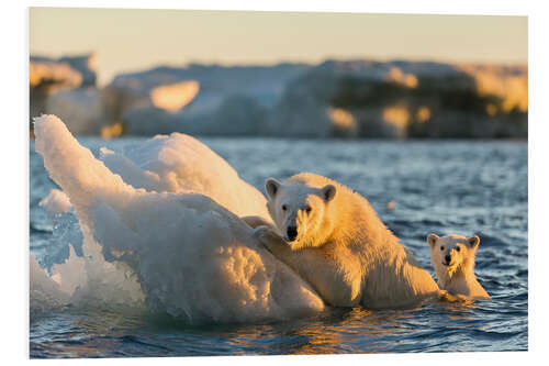 Foam board print Polar bear cub with mother swimming