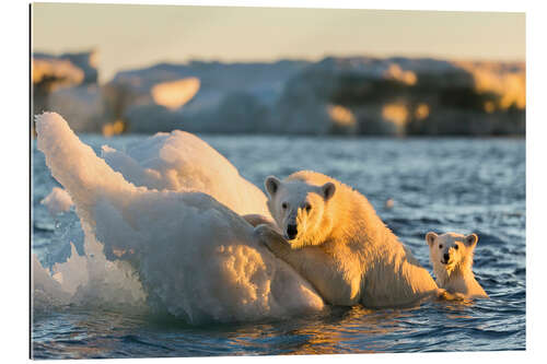 Galleriprint Polar bear cub with mother swimming