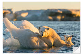 Wall sticker Polar bear cub with mother swimming