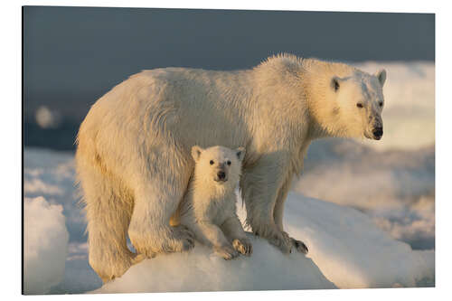 Aluminium print Polar bear cub with mother