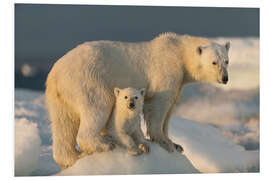 Foam board print Polar bear cub with mother