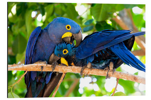 Aluminium print Pair of hyacinth macaws cuddling