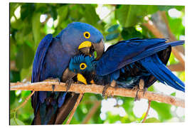 Aluminiumtavla Pair of hyacinth macaws cuddling