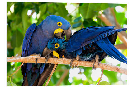 Foam board print Pair of hyacinth macaws cuddling