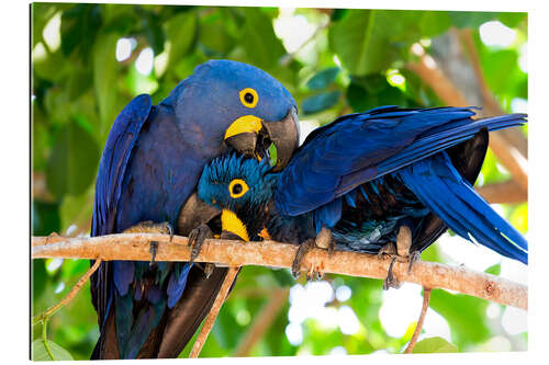 Galleritryk Pair of hyacinth macaws cuddling