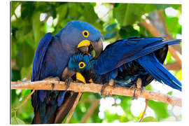 Galleriataulu Pair of hyacinth macaws cuddling