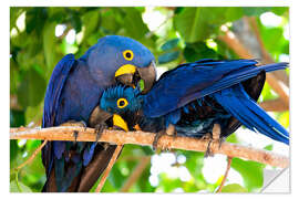 Naklejka na ścianę Pair of hyacinth macaws cuddling