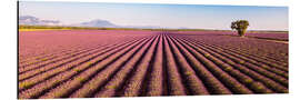 Cuadro de aluminio Campo de lavanda, Francia